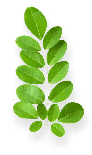 Extract Daun Kelor